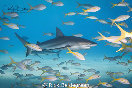Reef sharks at Tiger Beach, Bahamas by Rick Beldegreen 