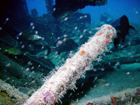 Jellywrasse/ auto sealifedc310 w/strobe. by Frank Catrini 