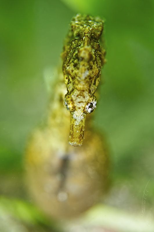 ~ Pregnant ~ by Geo Cloete 