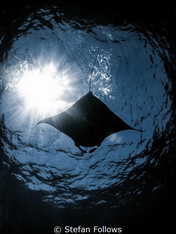 Penumbra

Manta Ray - Manta alfredi

Manta Point, Bal... by Stefan Follows 