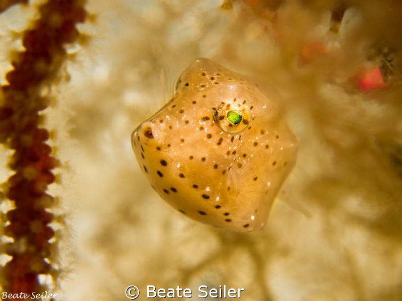 Juv. Pufferfish by Beate Seiler 