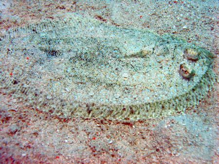 Flounder taken at Mantabuan Island, East Malaysia by Dennis Siau 