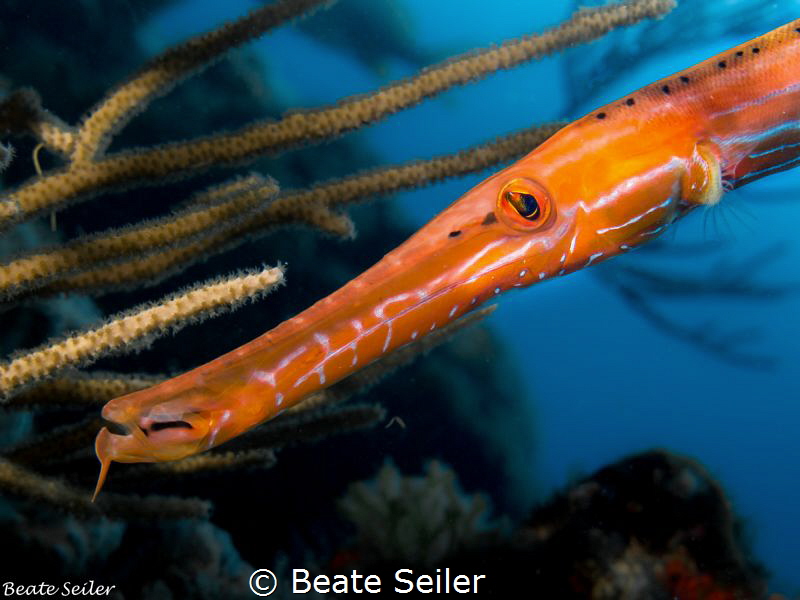Trumpet fish by Beate Seiler 