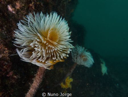 Spirographis in Cascais Ocean by Nuno Jorge 