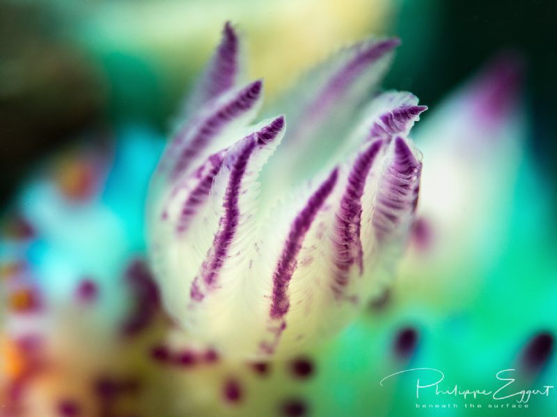 Gills by Philippe Eggert 