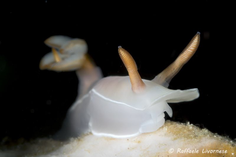 chromodoris close up by Raffaele Livornese 