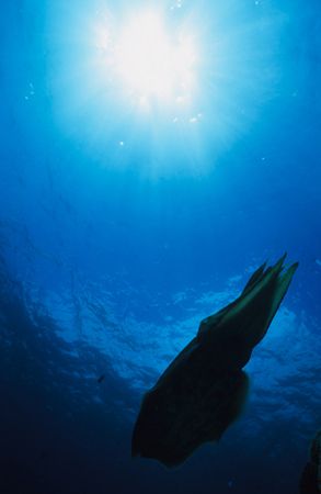 Bangka Island Manado Sulawesi. Cuttlefish silhoutte. by Eric Leong 