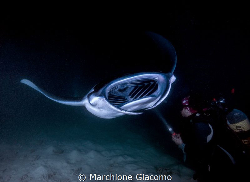 Night Manta . Felidhoo. Maldives.
Nikon D800E , two stro... by Marchione Giacomo 