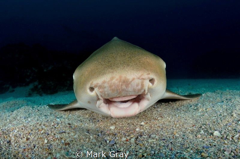 The smiling Leopard shark by Mark Gray 