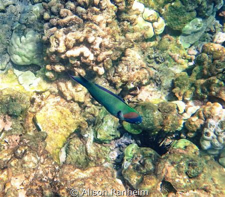 Saddle Wrasse, Hawaii by Alison Ranheim 