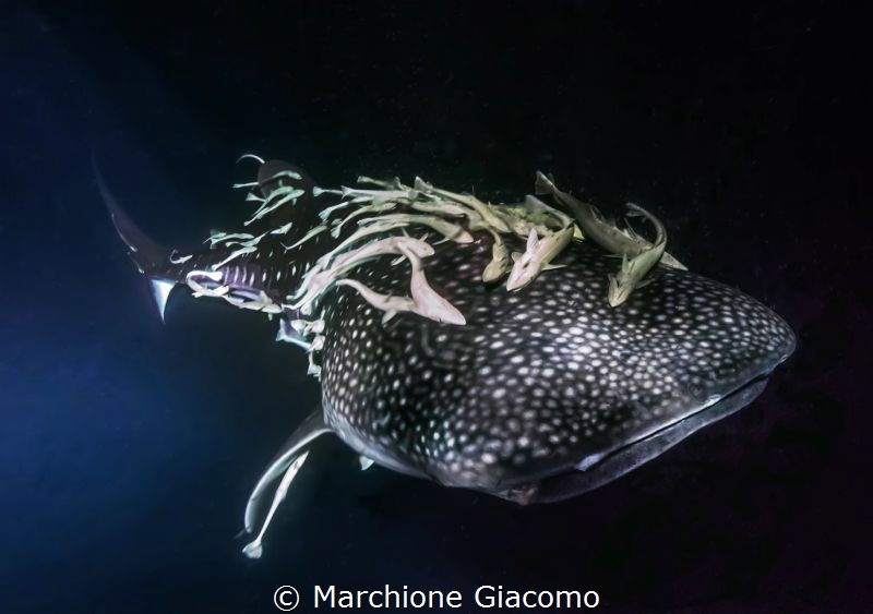 Whale shark with remore
Nikon D800E, 17-35mm
Huvadhoo s... by Marchione Giacomo 