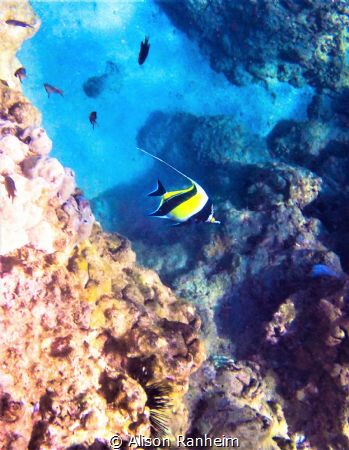 Angelfish, Hawaii by Alison Ranheim 