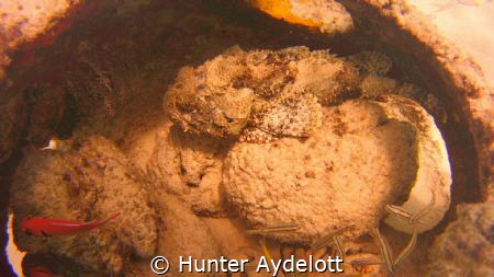 This was taken Shore Diving at Porto Mari Beach. Great pl... by Hunter Aydelott 