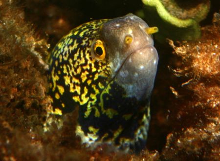 Whos There? Taken in Waialua, HI. This eel wasn't very la... by Mathew Cook 
