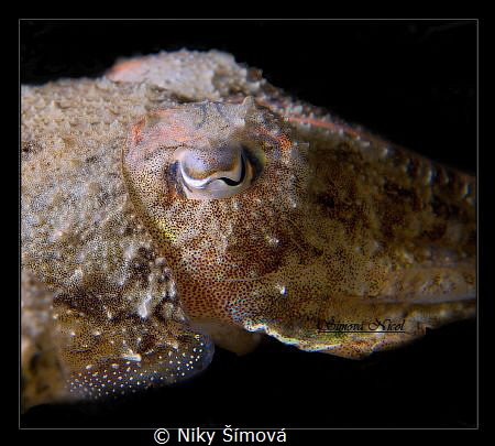 Cuttle fish eye by Niky Šímová 