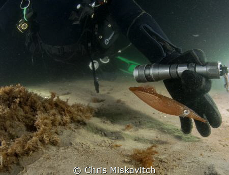 Night Dive off the coast of New England...Divers shine th... by Chris Miskavitch 