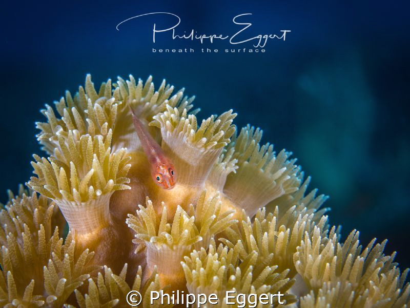 Goby hills by Philippe Eggert 