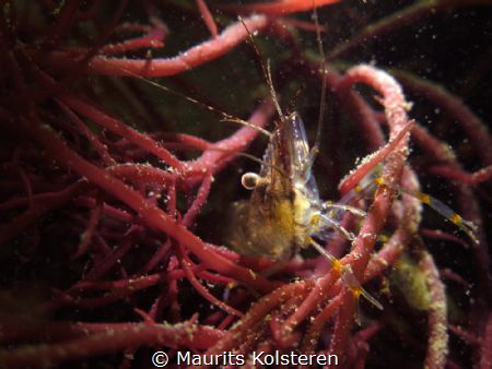 After some heavy weather the visibility was very poor.
T... by Maurits Kolsteren 