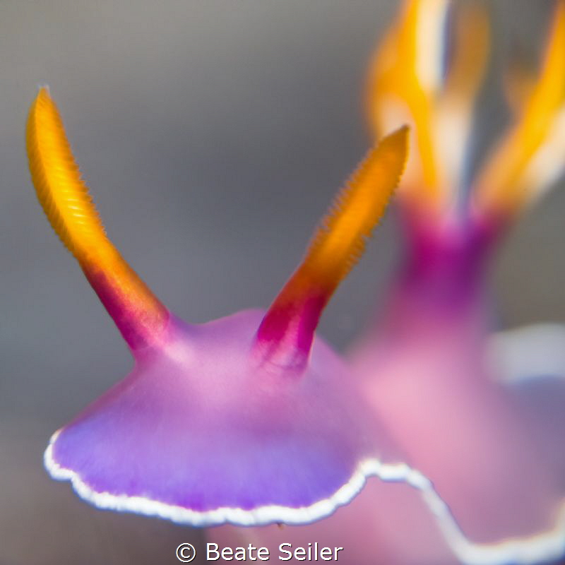Purple dream by Beate Seiler 