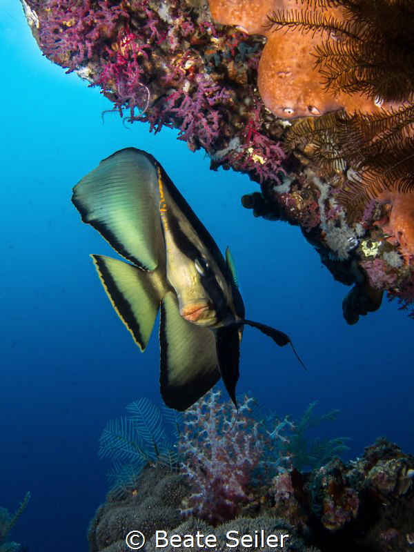 Batfish by Beate Seiler 