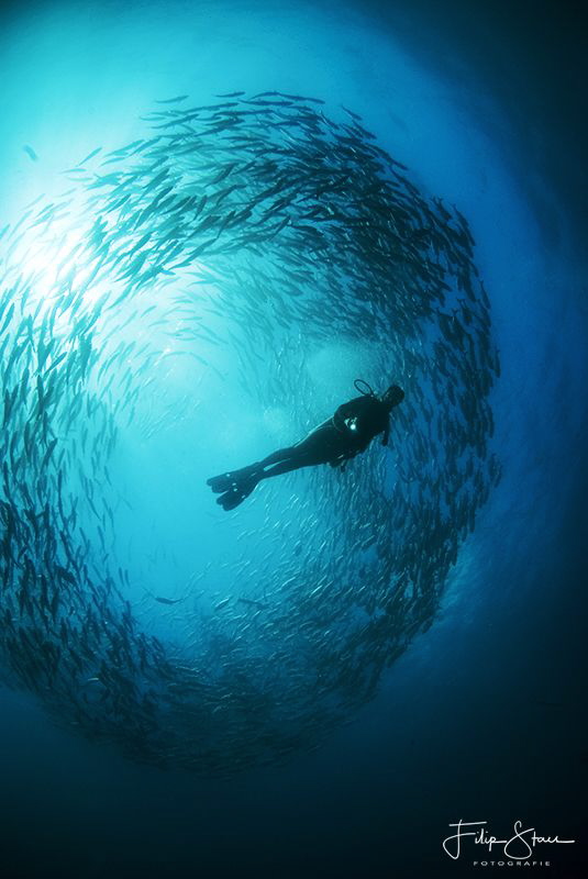 "The circle", Bigeye trevally (Caranx sexfasciatus, Tulam... by Filip Staes 