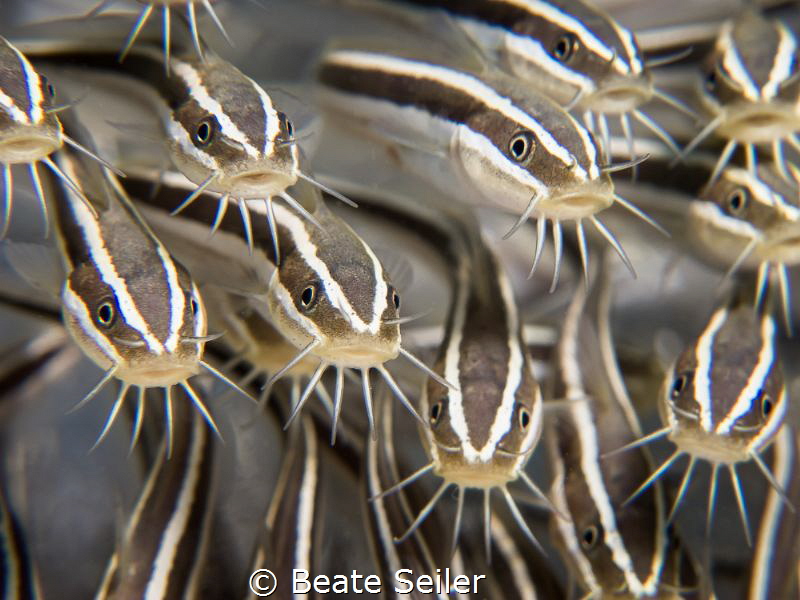 Catfish by Beate Seiler 