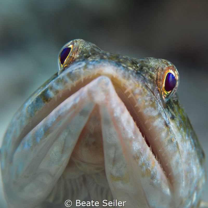 Lizardfish by Beate Seiler 