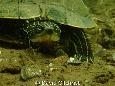 You're in my Space! A Northern Map Turtle takes exception... by David Gilchrist 
