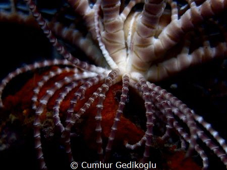 Antedon mediterranea
Feather Star by Cumhur Gedikoglu 
