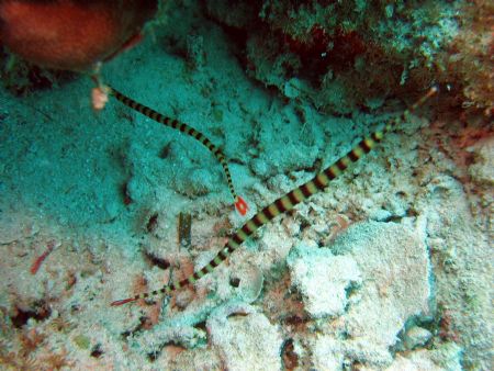 A pair of pipefish taken at Mantabuan Island, East Malaysia by Dennis Siau 