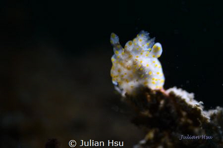 Thecacera sp. by Julian Hsu 