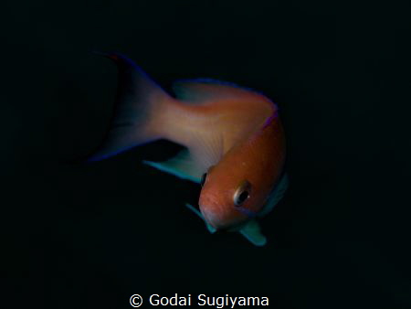 fairy basslet by Godai Sugiyama 