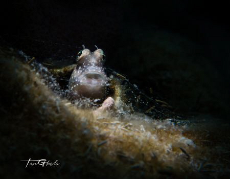 CURIOUS BLENNY by Ton Ghela 