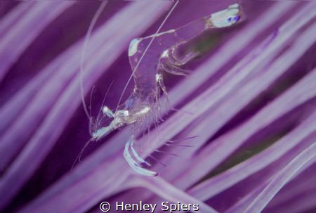 Purple Rider by Henley Spiers 