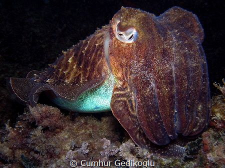 Sepia officinalis by Cumhur Gedikoglu 