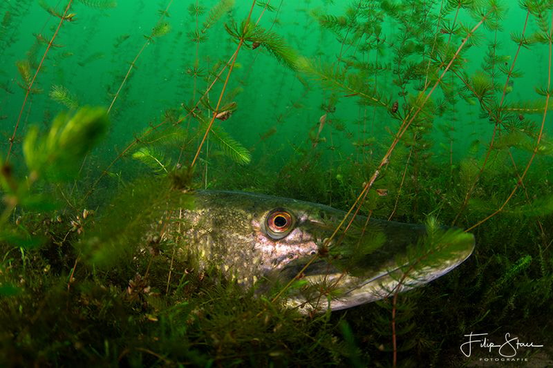 Resting pike, Pond of Ekeren, Belgium. by Filip Staes 