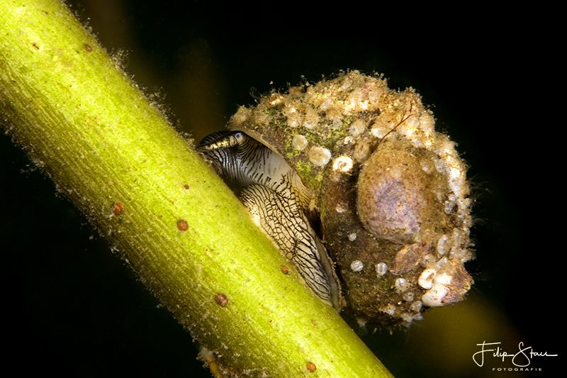 Common periwinkle(Littorina littorea), Zeeland, The Nethe... by Filip Staes 