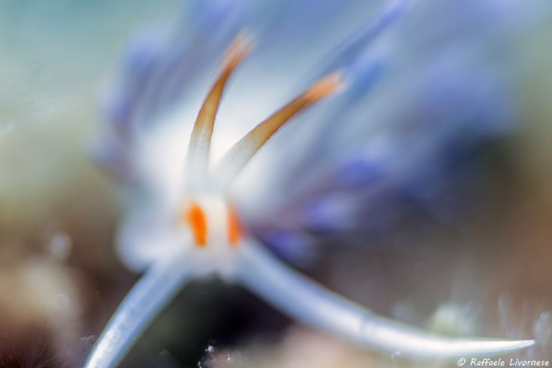 High key blurred vision of Cratena peregrinae by Raffaele Livornese 