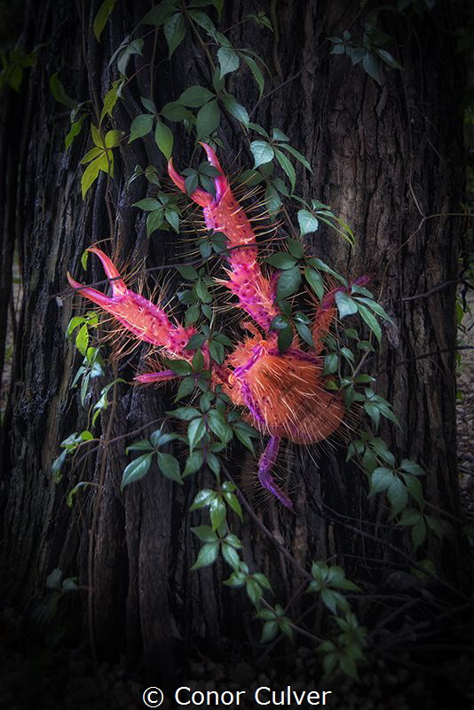 "At the Base of the Tree" part of my Underwater Surrealis... by Conor Culver 