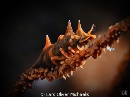 dragon shrimp
Sahaung/Bangka Northsulawesi by Lars Oliver Michaelis 