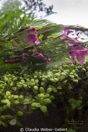 freshwater impressions... 
Germany, a small river by Claudia Weber-Gebert 