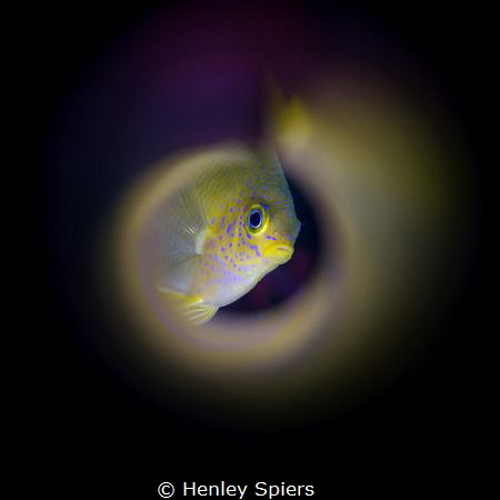 Bemused Damsel by Henley Spiers 