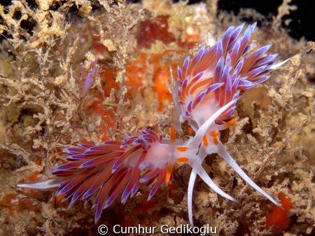 Cratena peregrina
LOVER by Cumhur Gedikoglu 