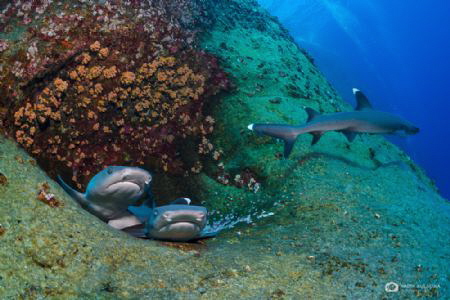 Baby white tip reef sharks by Nadya Kulagina 