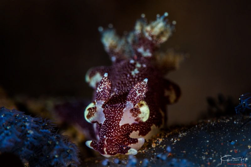 Trapania sp.10 by Kelvin H.y. Tan 