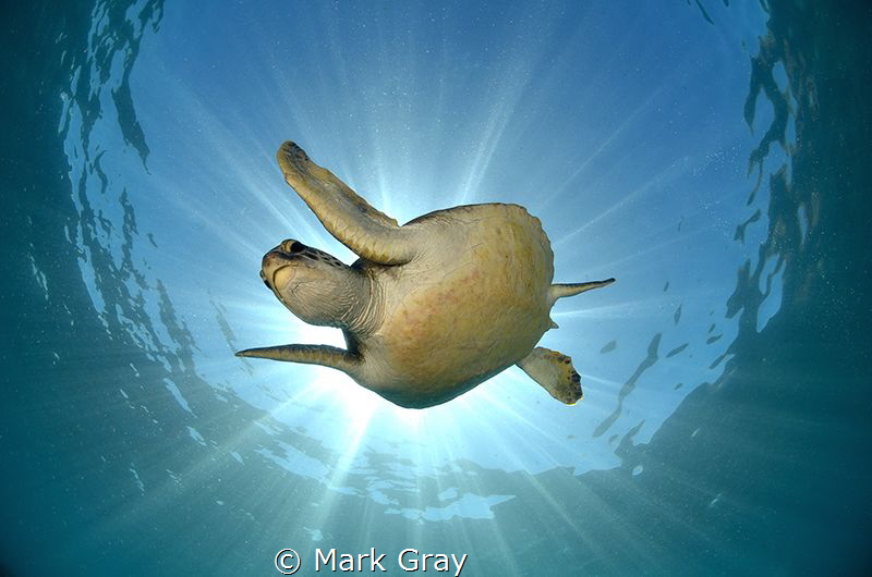 Green Turtle Sunburst by Mark Gray 
