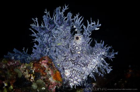 P U R P L E
Purple Rhinopias (Rhinopias frondosa)
Anila... by Irwin Ang 