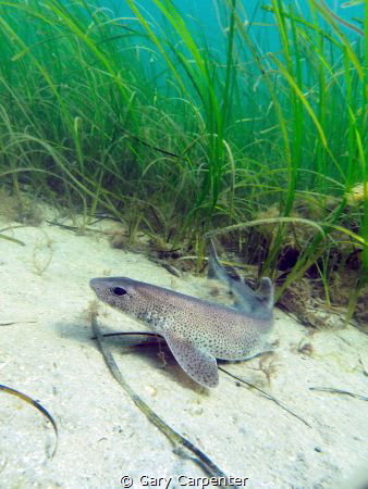 Dogfish or Smallspotted Catshark (Scyliorhinus canicula) ... by Gary Carpenter 