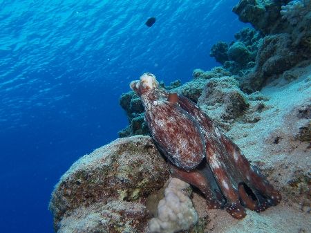 Octopus taken at Sharksbay with Olympus E-300 by Nikki Van Veelen 