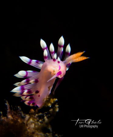 CANDLE LIGHTS
Flabilina exoptata by Ton Ghela 